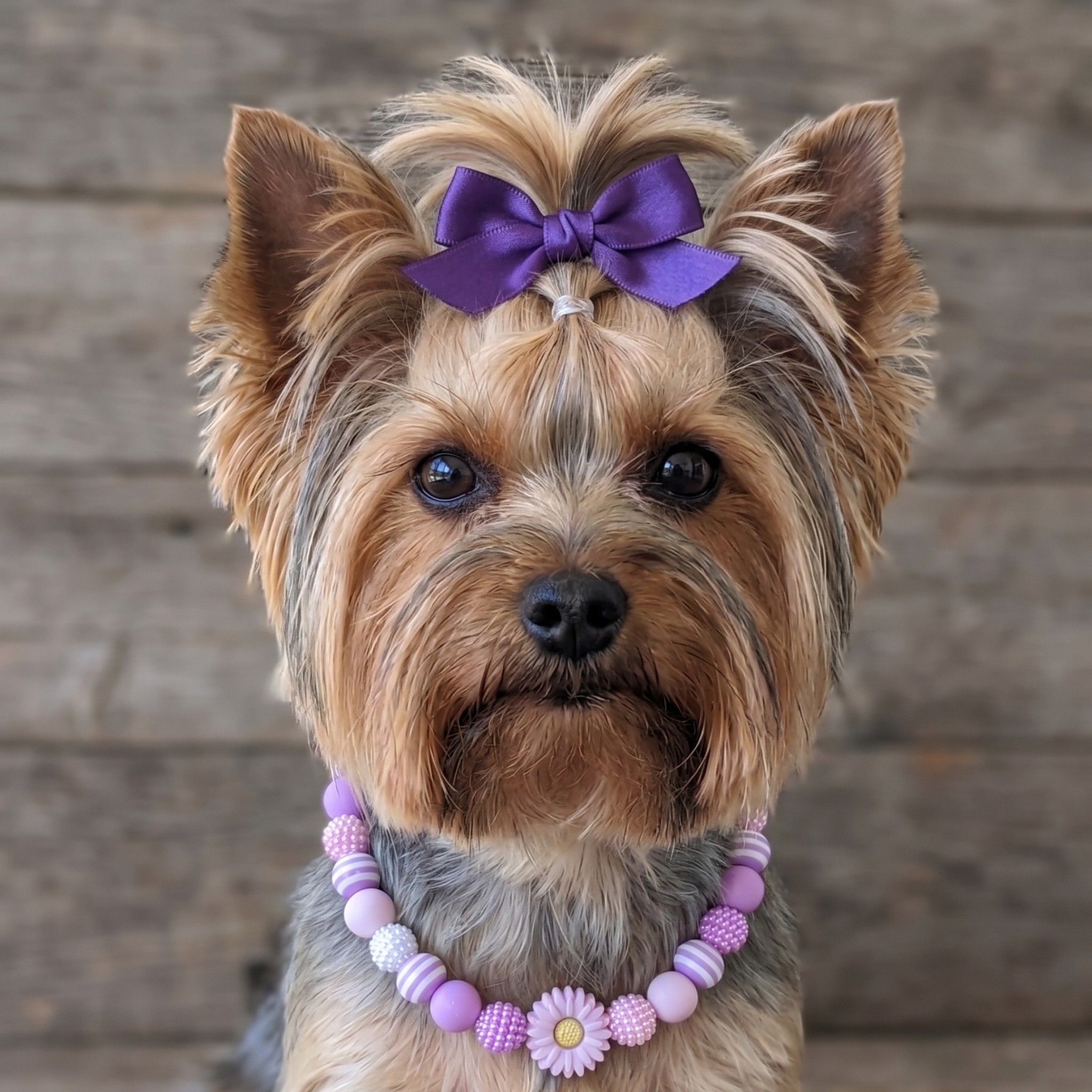 Collana per Cani in Morbido Silicone – Perle 10mm